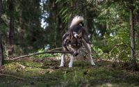 A lively West Siberian Laika dog enjoys playing with a branch in a sunlit forest. Perfect for nature enthusiasts and dog lovers.